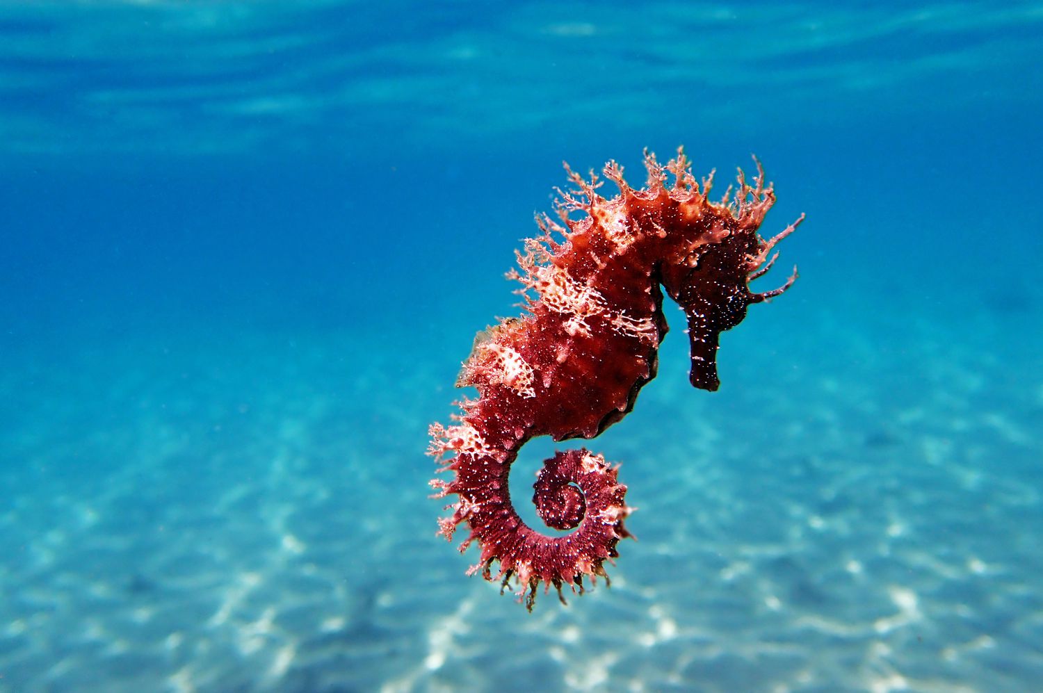 Sea Horse