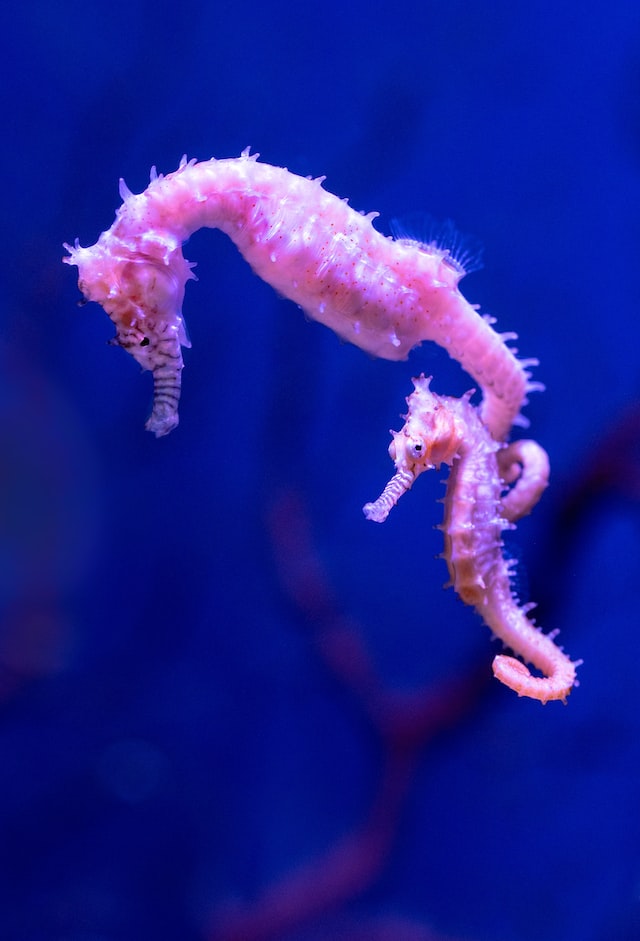 Sea Horse